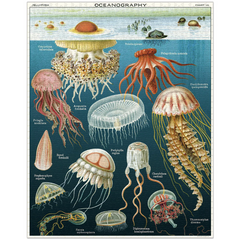 <b>Cavalleri Jigsaw Puzzle - Jellyfish</b>